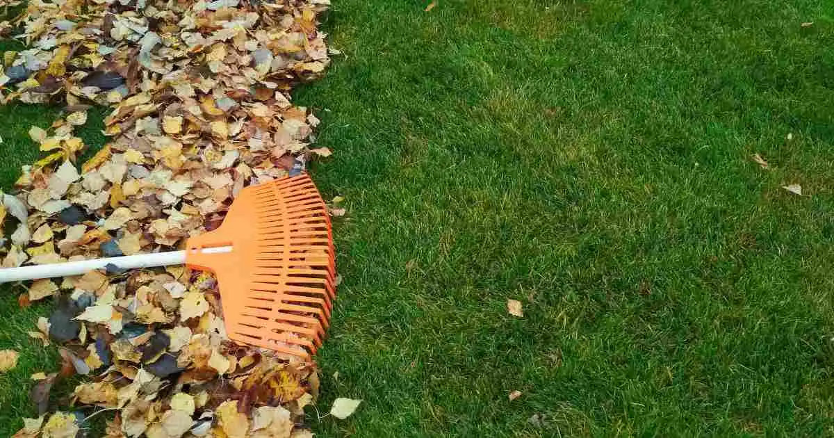 Rake with pile of fall leaves on grass